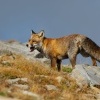 Liska obecna - Vulpes vulpes - Red Fox 2064